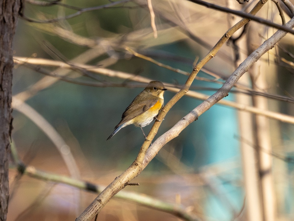 Txindor buztanurdin siberiarra - ML645980017