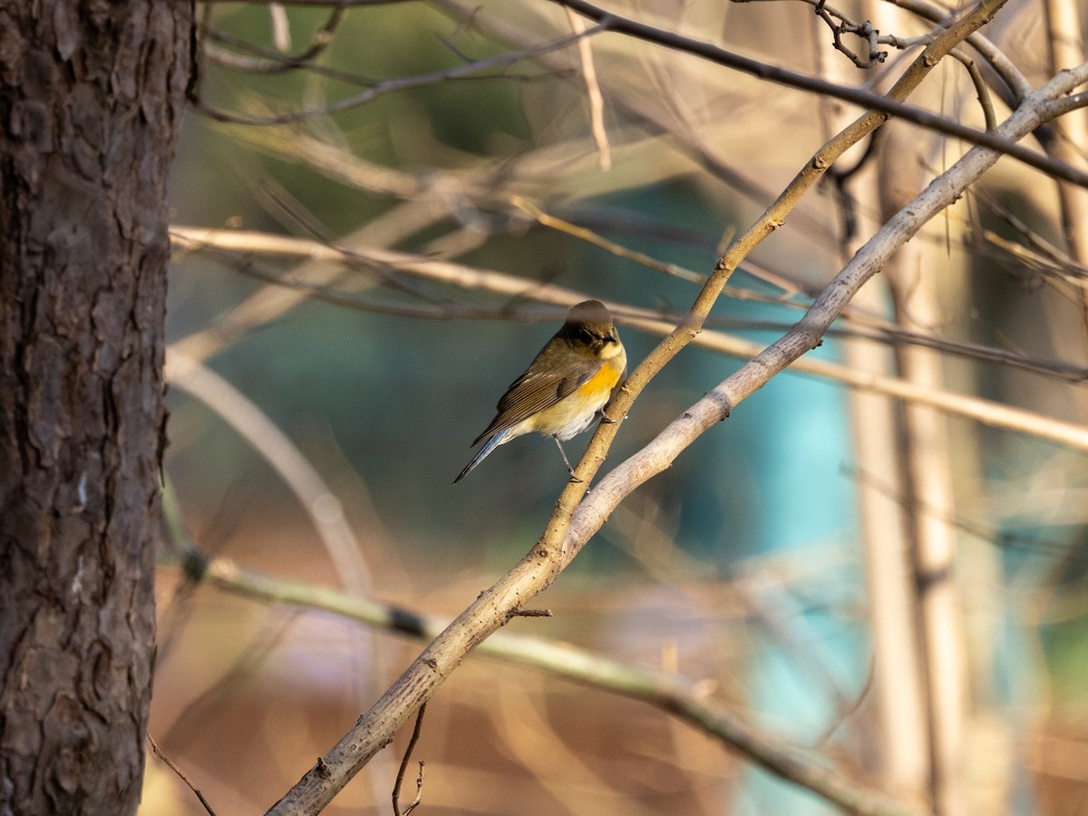 Txindor buztanurdin siberiarra - ML645980018