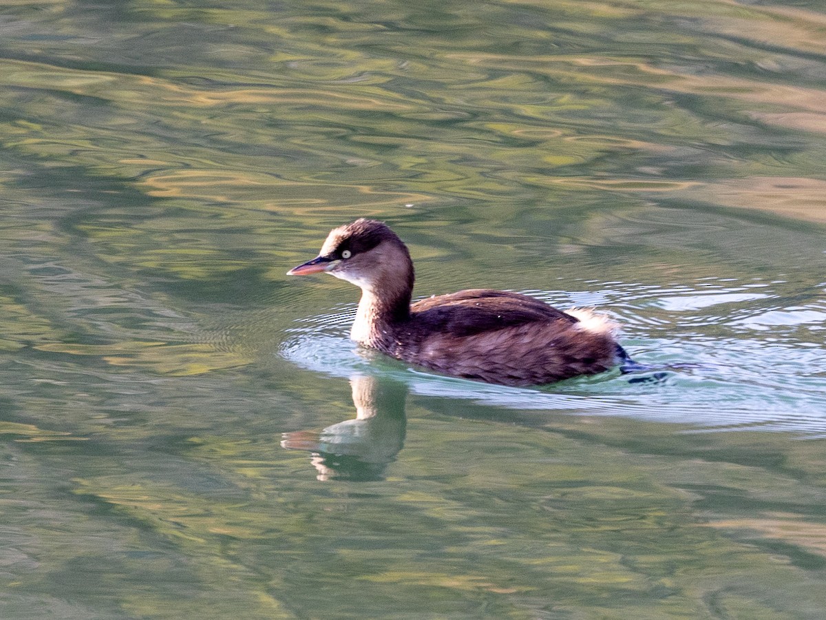 potápka malá - ML645980033