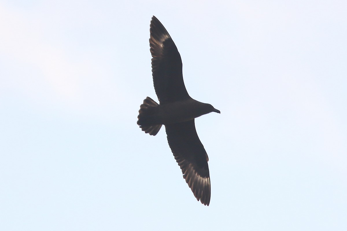 Brown Skua - ML645980041