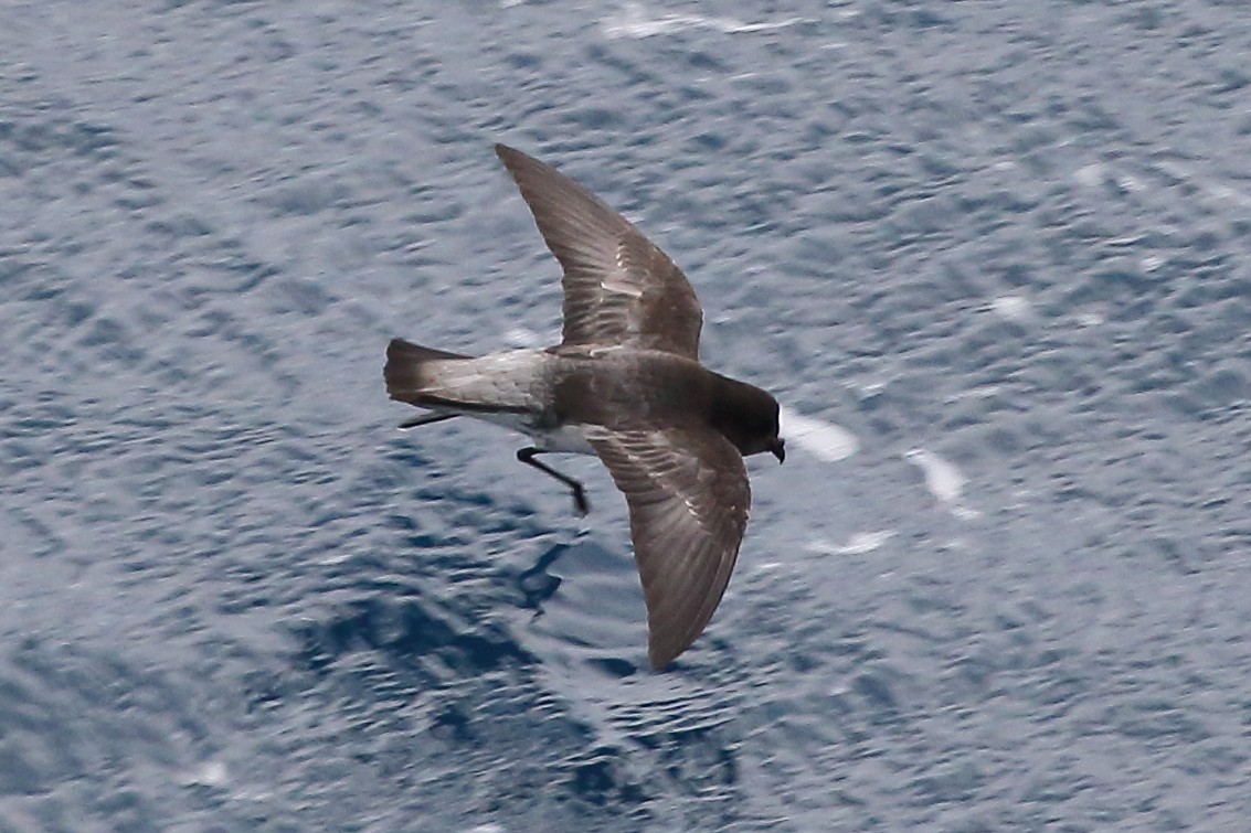 Gray-backed Storm-Petrel - ML645980048