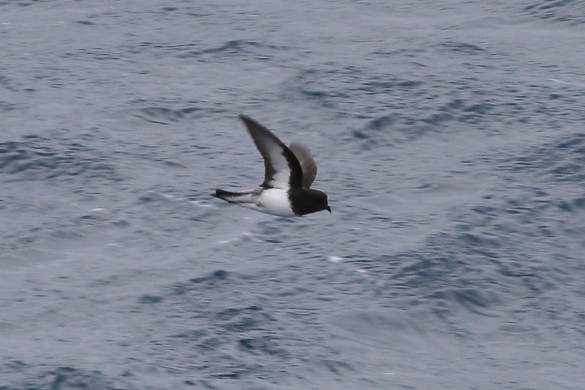 Gray-backed Storm-Petrel - ML645980049