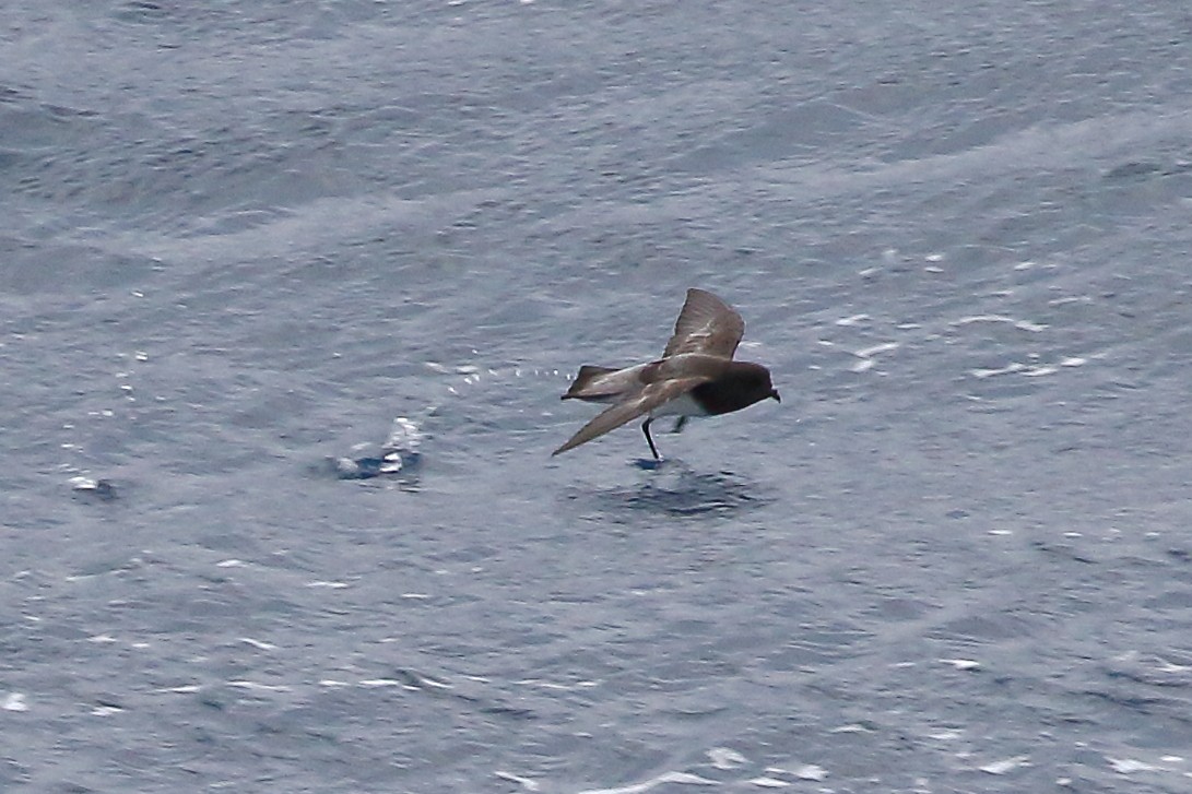 Gray-backed Storm-Petrel - ML645980050