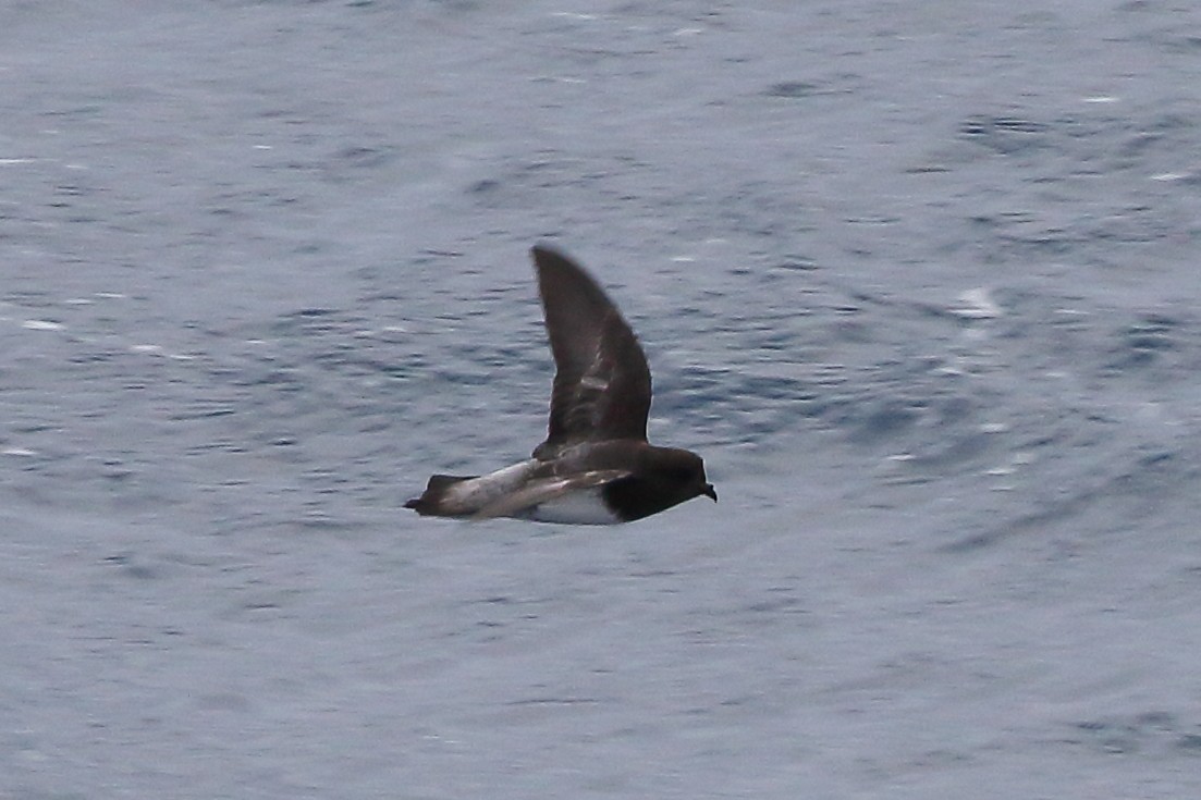 Gray-backed Storm-Petrel - ML645980051