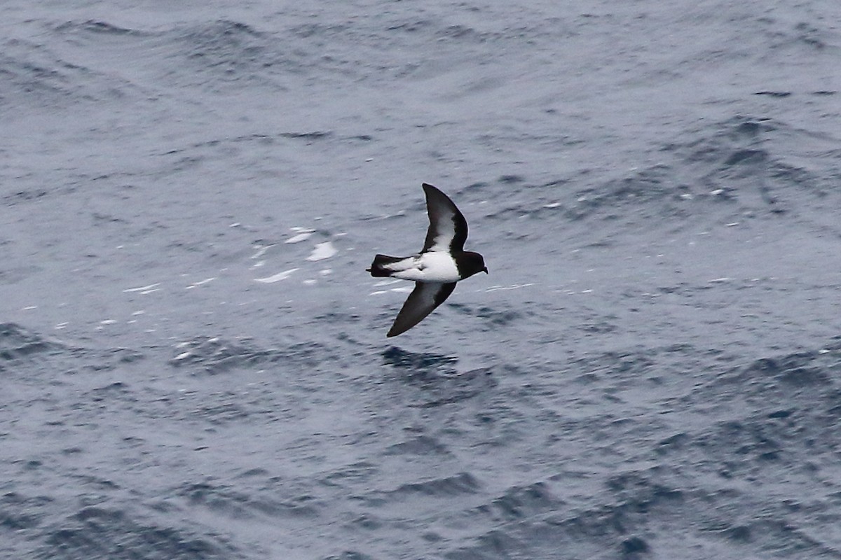 Gray-backed Storm-Petrel - ML645980052