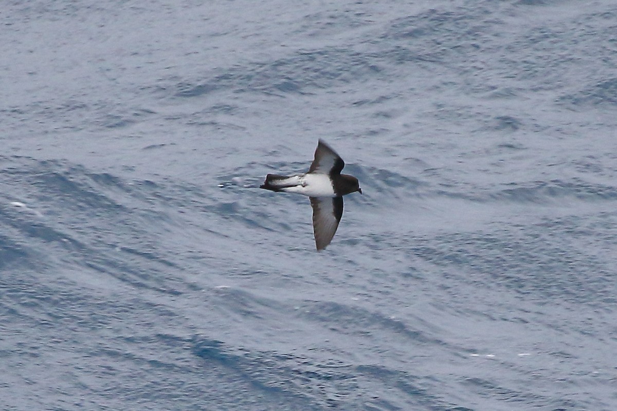 Gray-backed Storm-Petrel - ML645980053