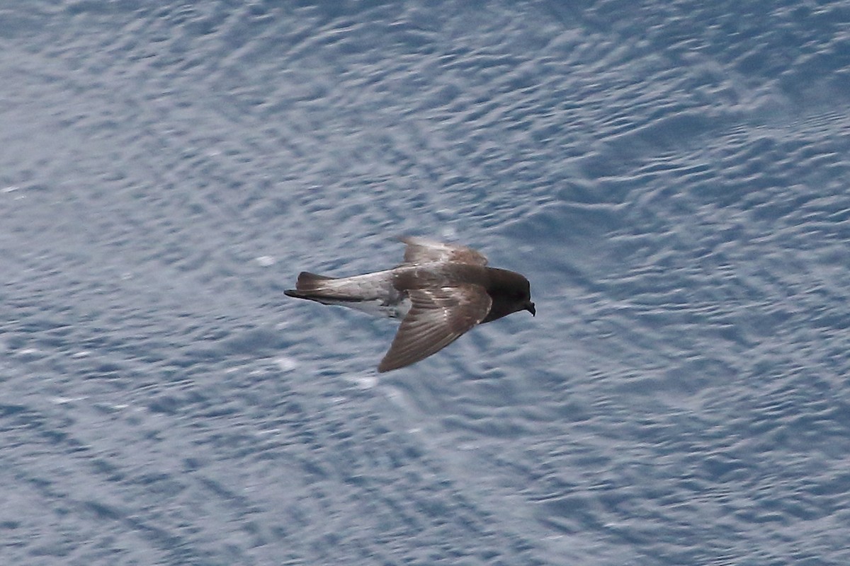 Gray-backed Storm-Petrel - ML645980054
