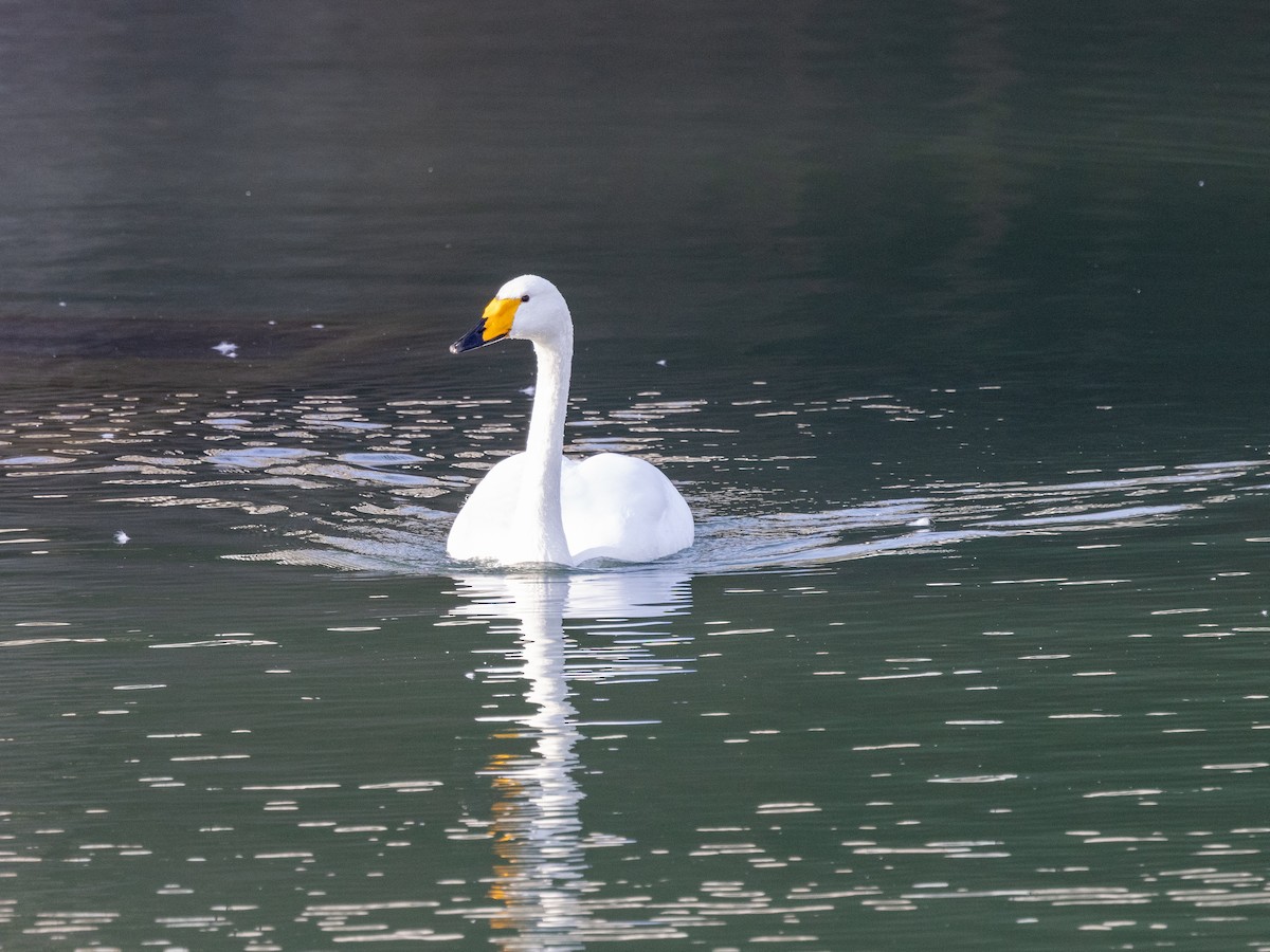 labuť zpěvná - ML645980057