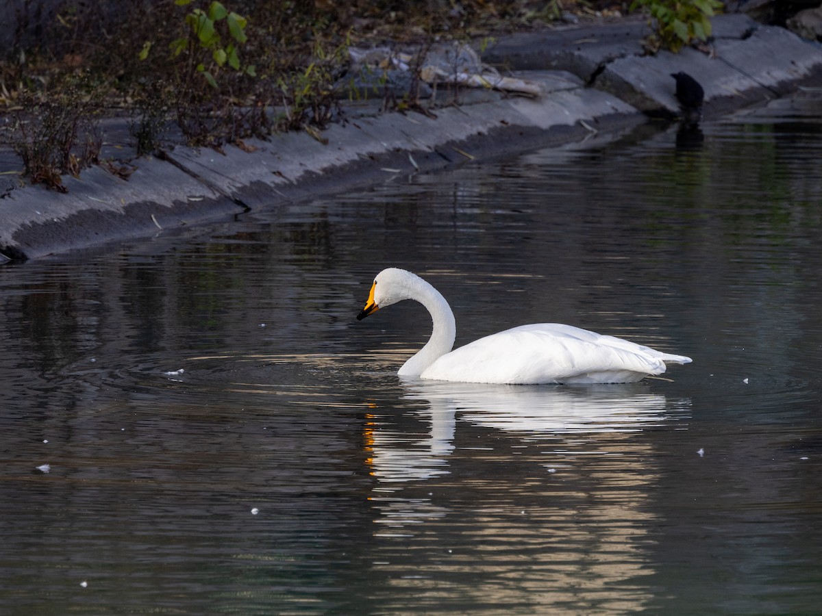 labuť zpěvná - ML645980058