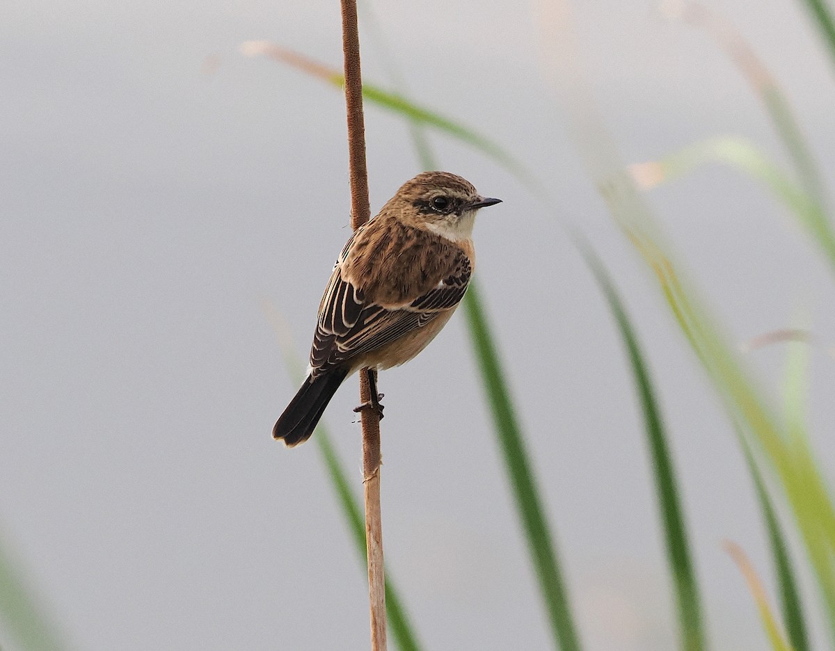 Amur Stonechat - ML645980061