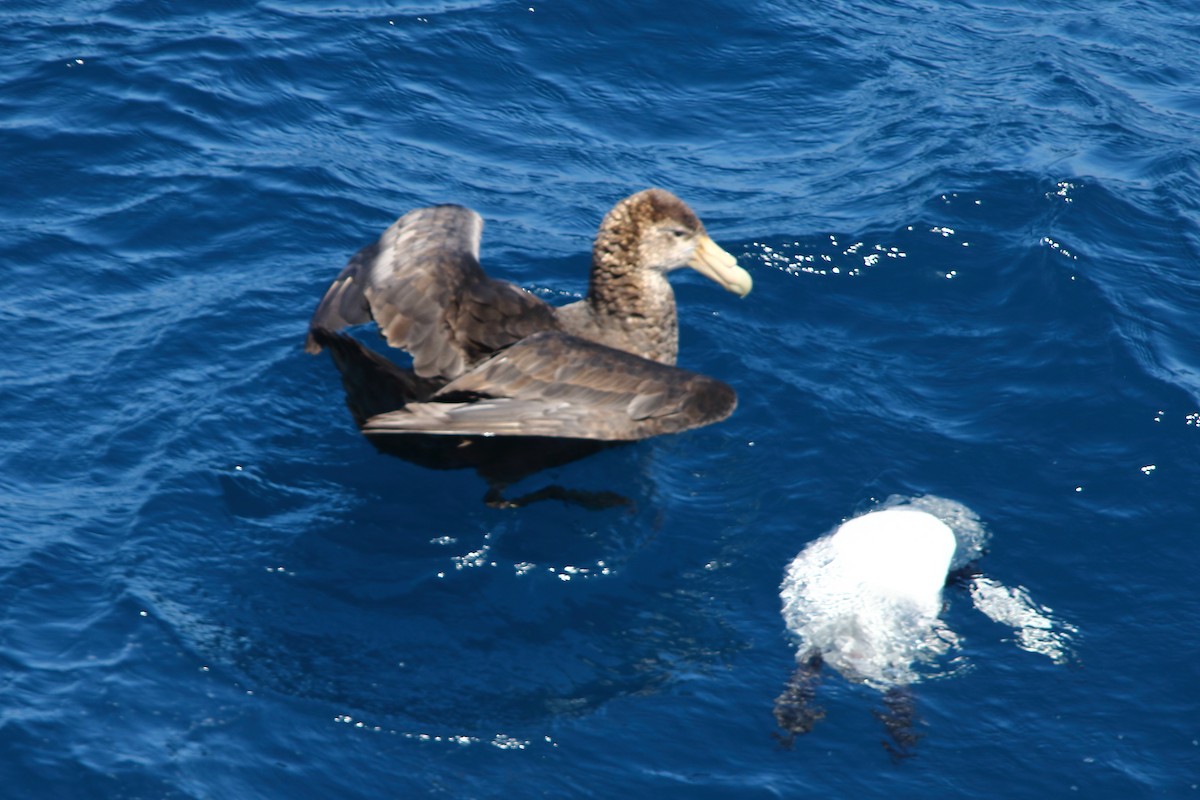 Abanto Marino Antártico - ML645980067