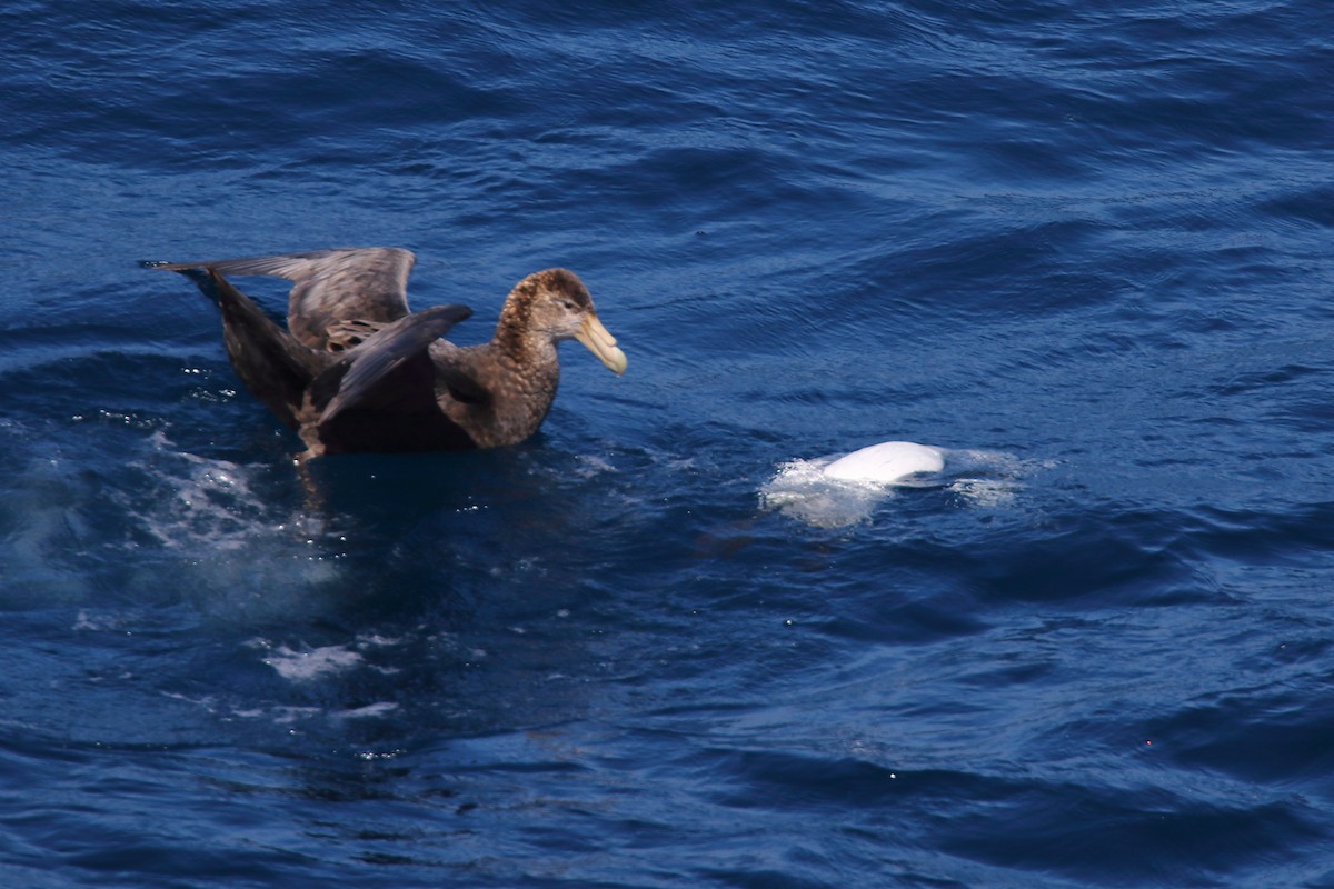 Abanto Marino Antártico - ML645980068