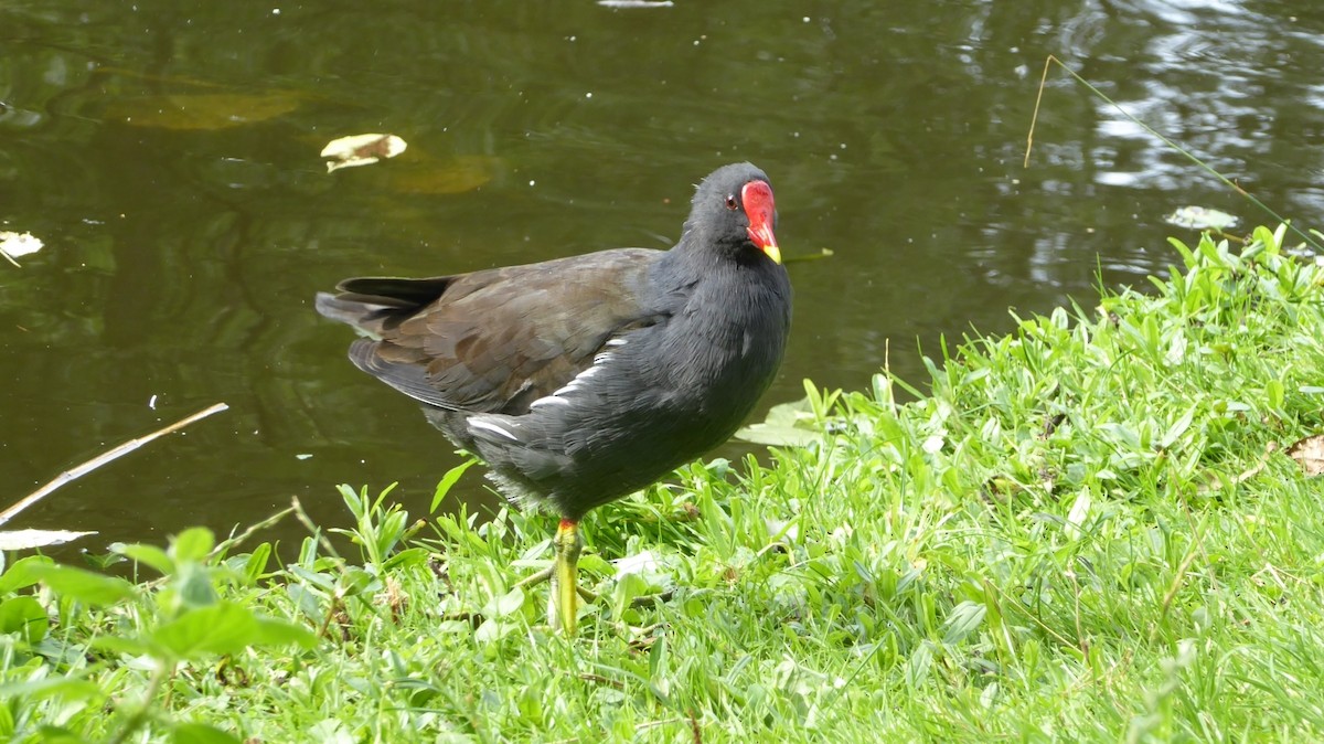 סופית - ML645980069