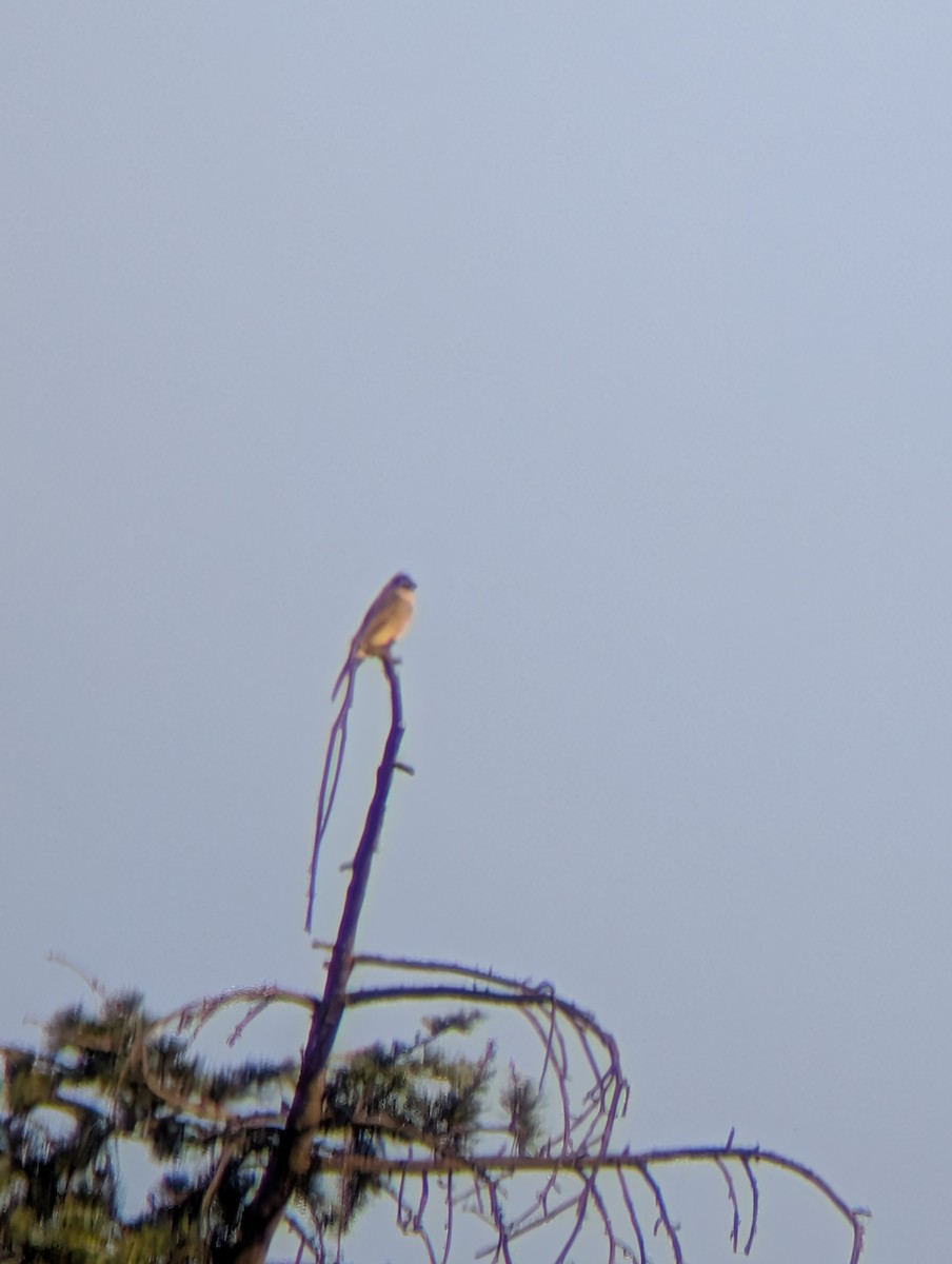 Greater Pewee - ML645980071