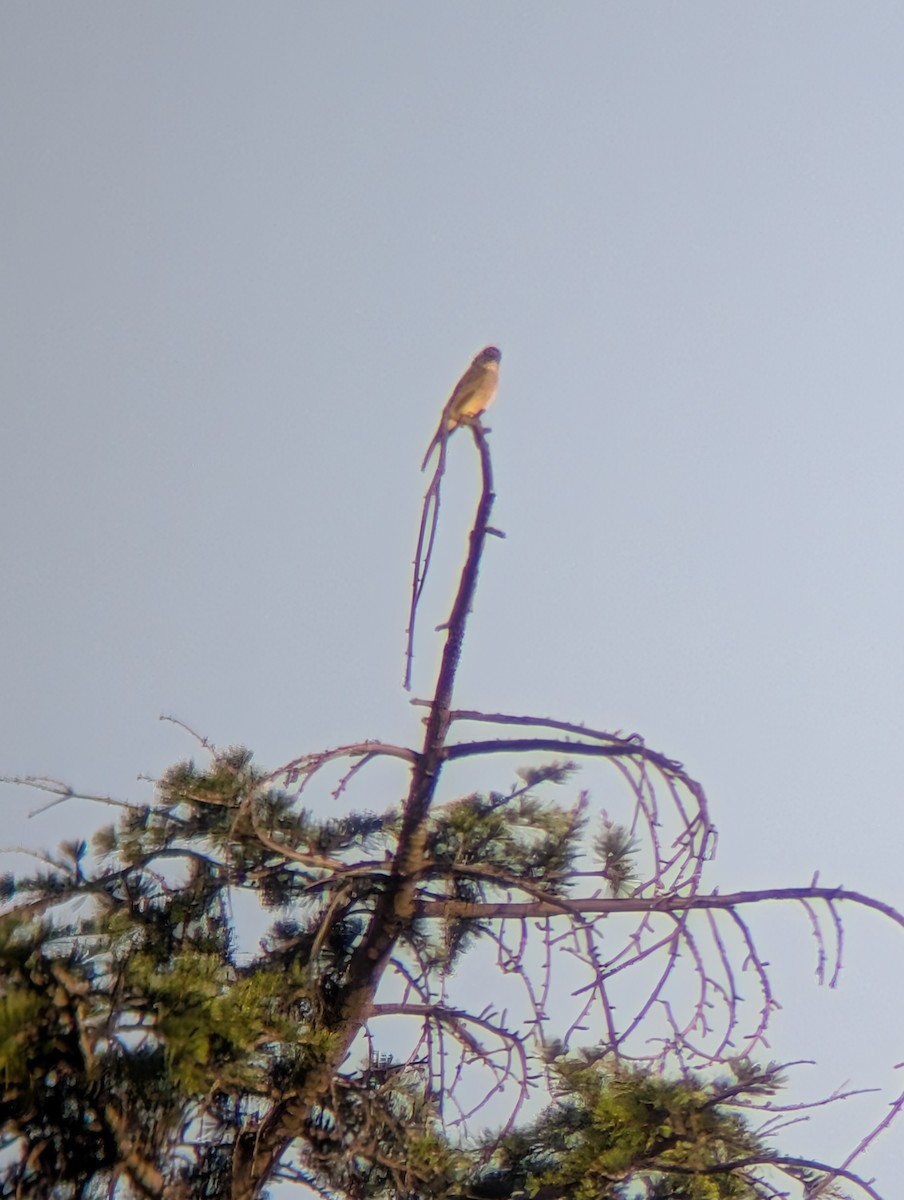 Greater Pewee - ML645980073