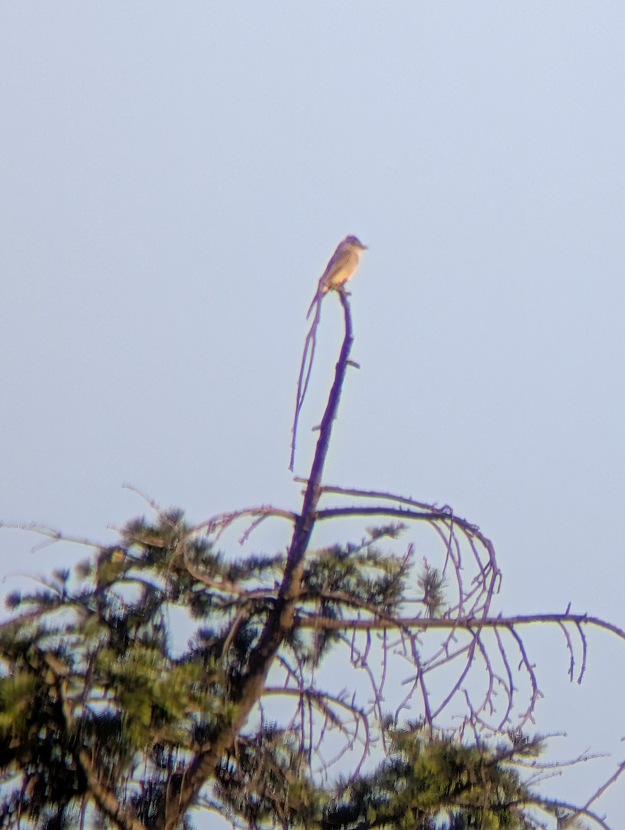 Greater Pewee - ML645980074