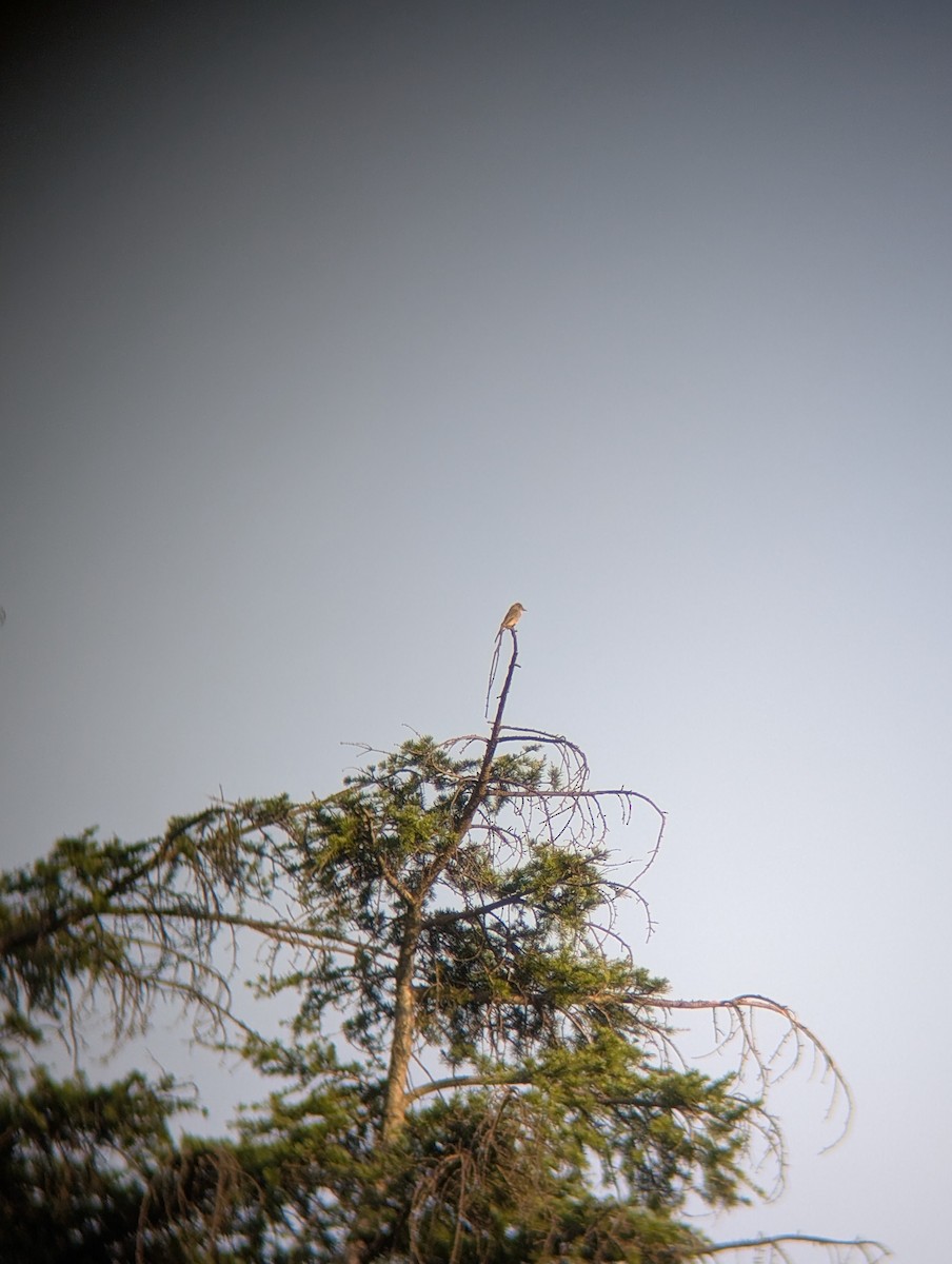 Greater Pewee - ML645980075