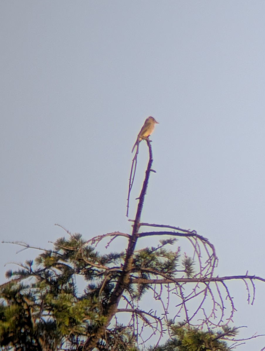 Greater Pewee - ML645980077