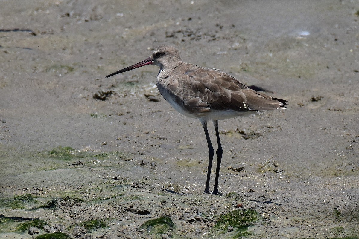 Black-tailed Godwit (melanuroides) - ML645980079