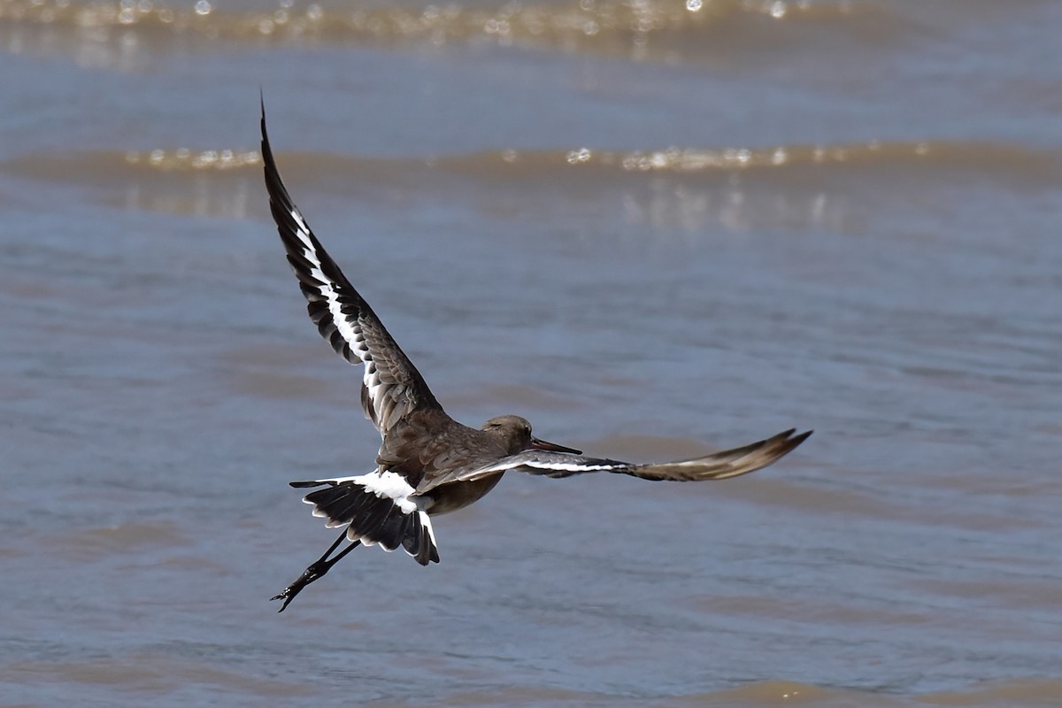 Black-tailed Godwit (melanuroides) - ML645980080