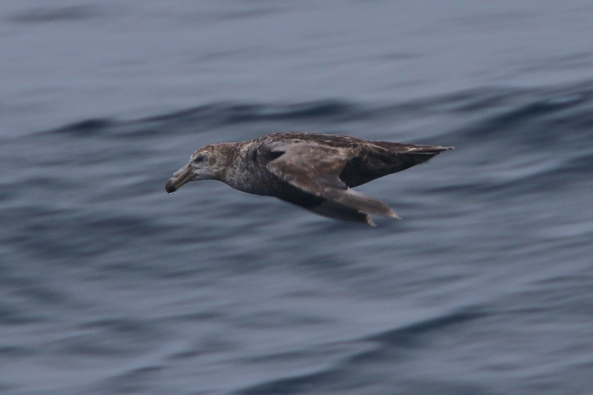 Kuzey Dev Fırtınakuşu - ML645980081