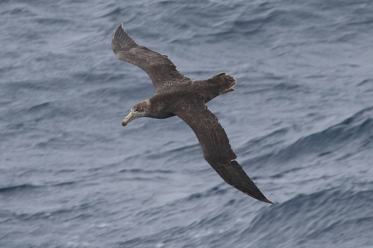 Kuzey Dev Fırtınakuşu - ML645980082