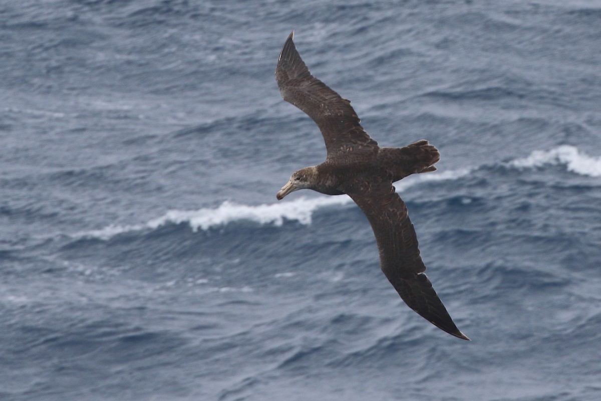 Abanto Marino Subantártico - ML645980083