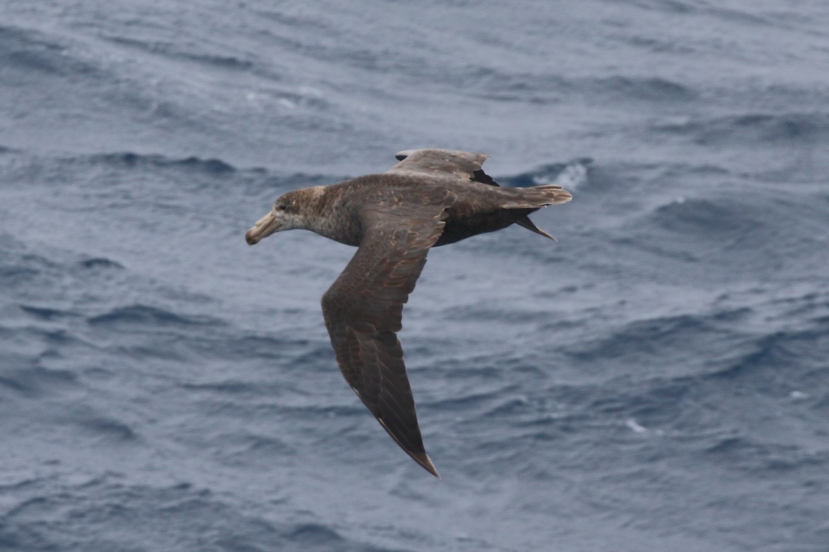 Abanto Marino Subantártico - ML645980084