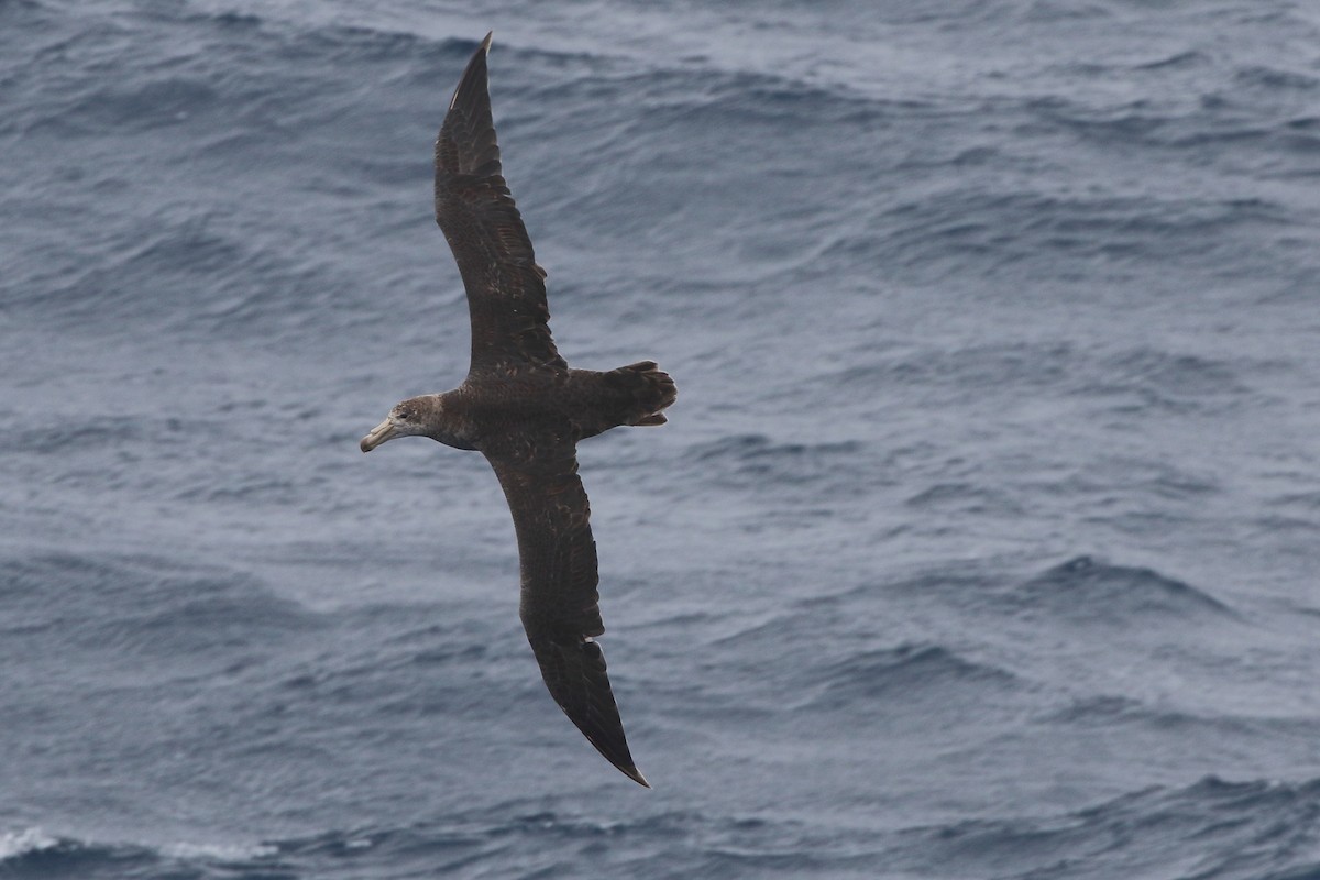 Abanto Marino Subantártico - ML645980085