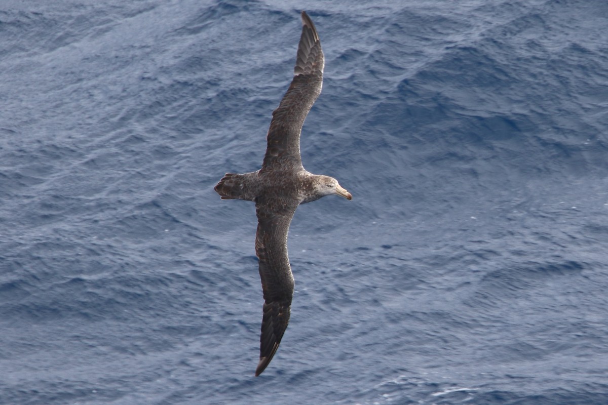 Abanto Marino Subantártico - ML645980086