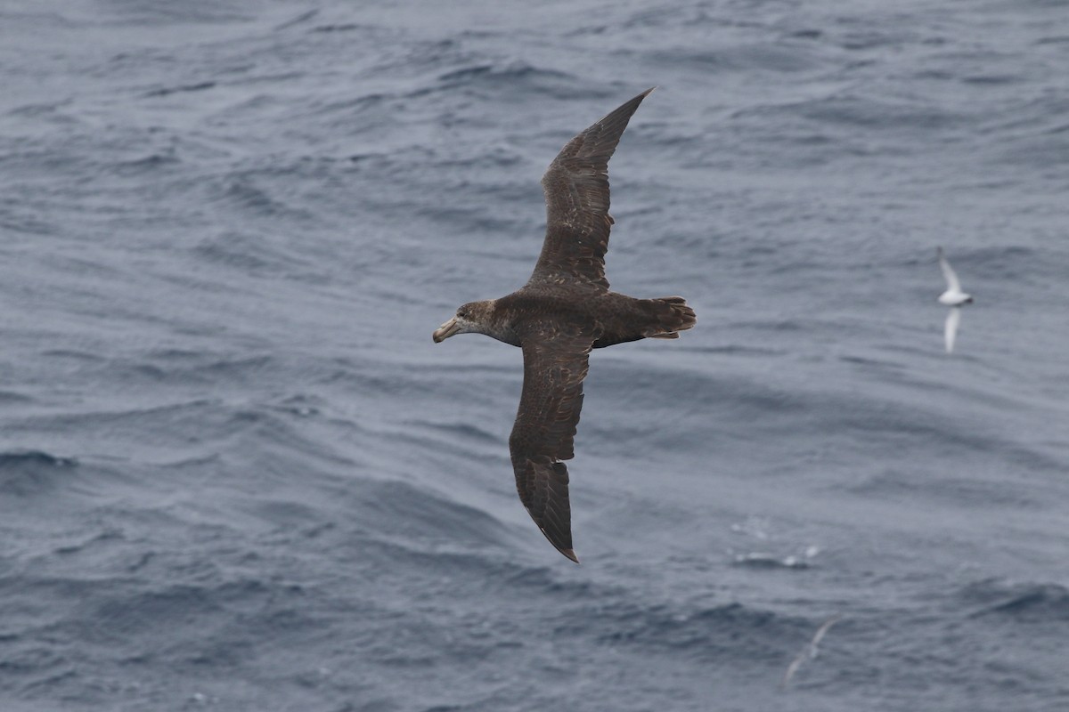 Abanto Marino Subantártico - ML645980087