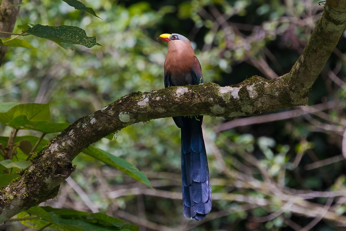 Buntschnabelkuckuck - ML645980088