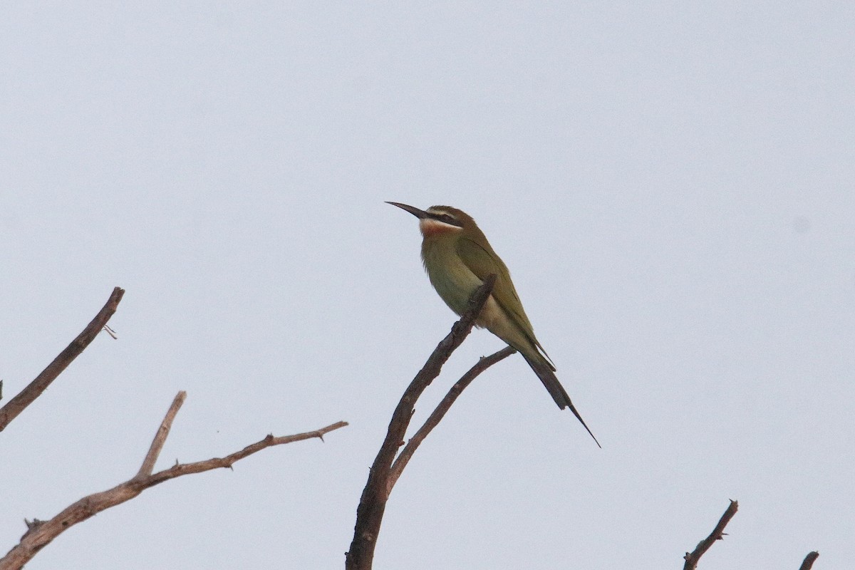 Madagaskar Arıkuşu - ML645980090