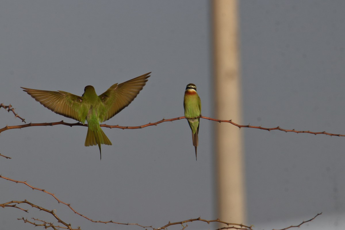 Madagaskar Arıkuşu - ML645980091