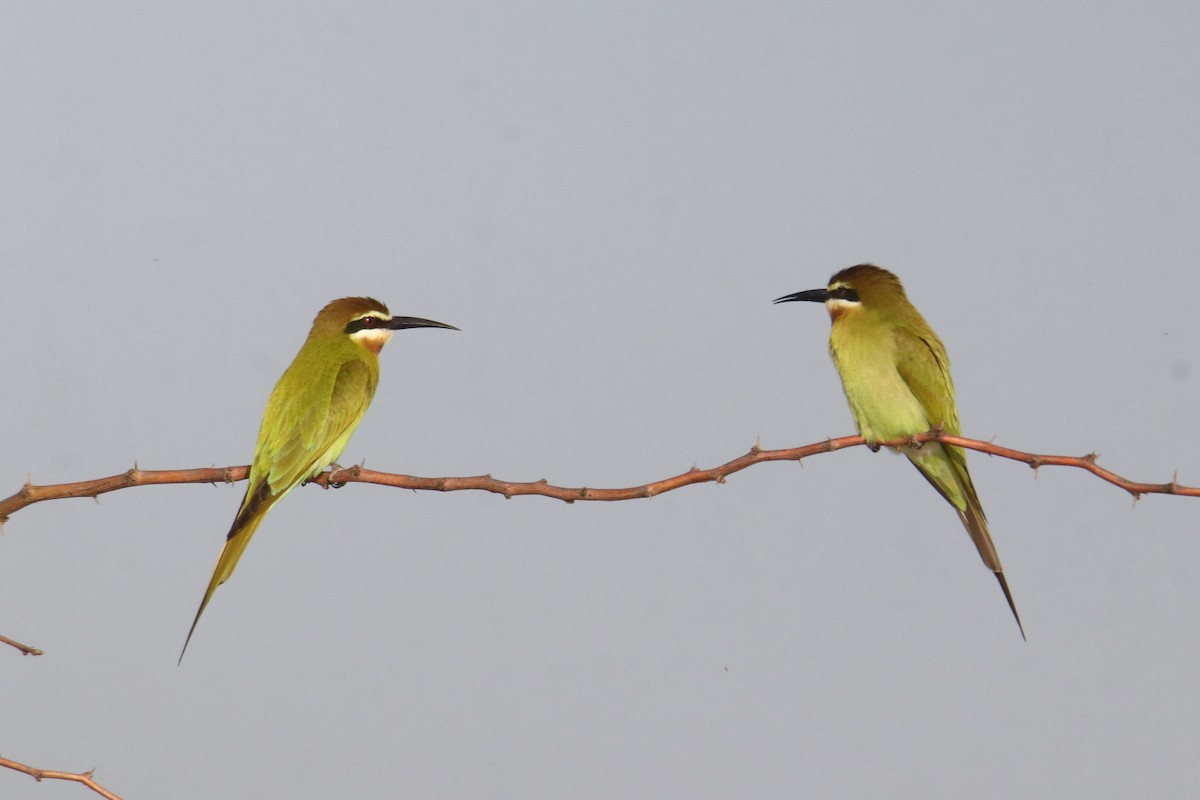 Madagaskar Arıkuşu - ML645980092