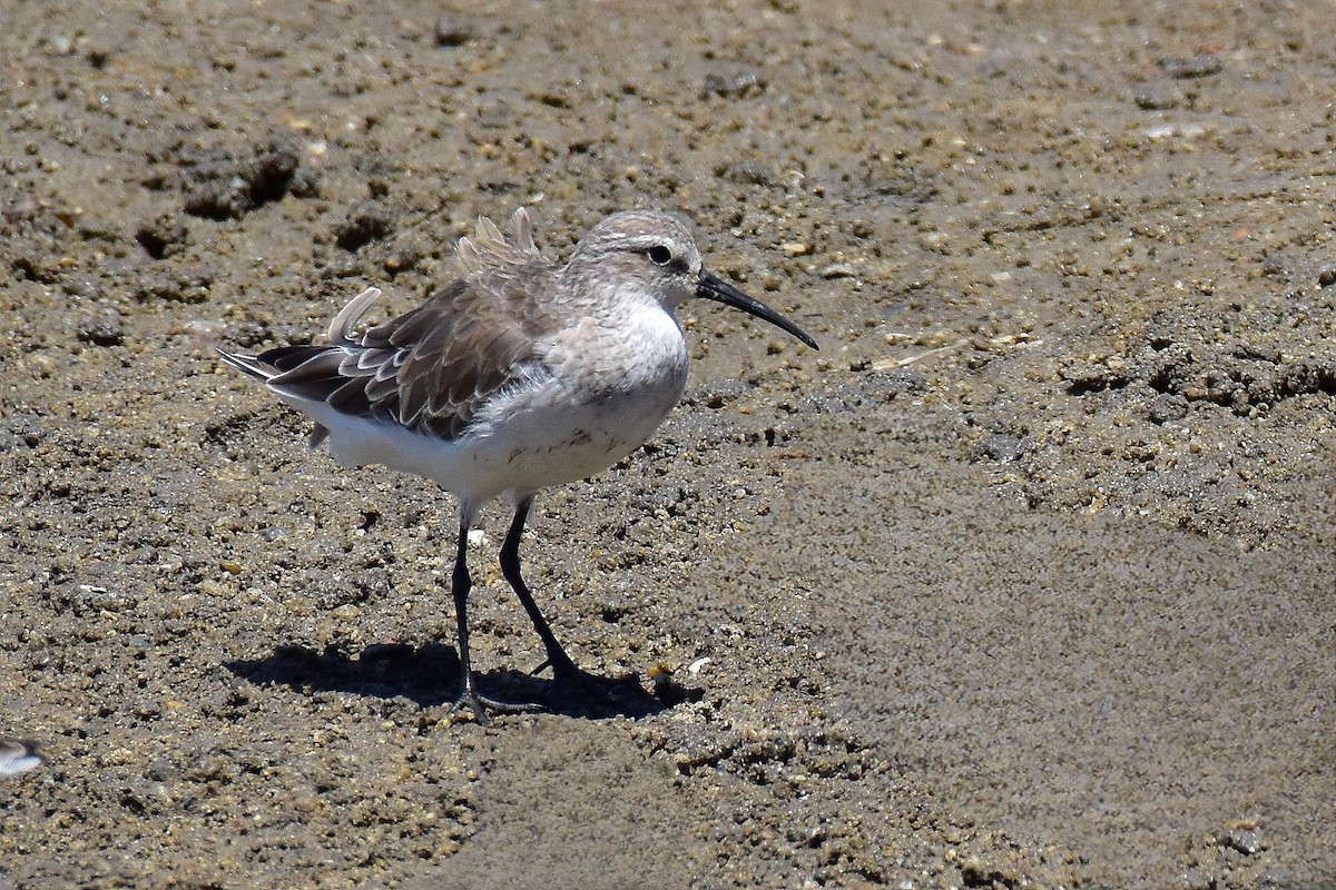 Curlew Sandpiper - ML645980095