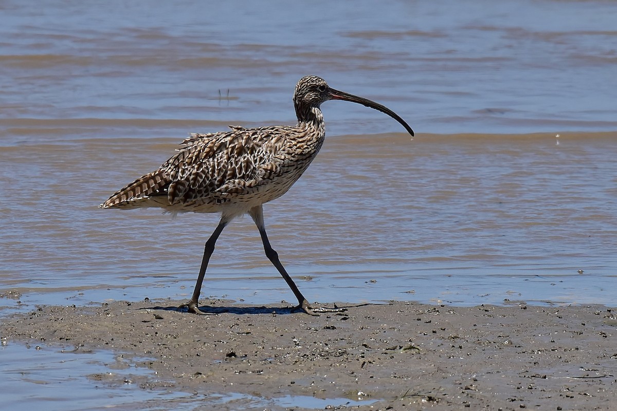 Far Eastern Curlew - ML645980101