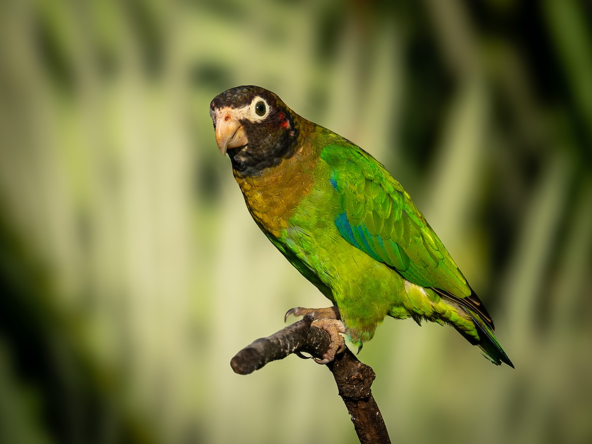 amazónek hnědohlavý - ML645980103