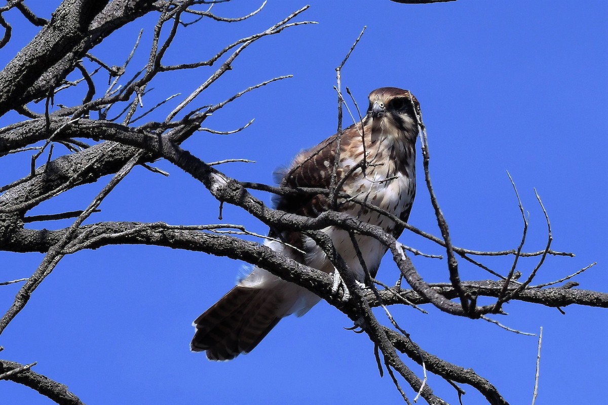 Brown Falcon - ML645980104