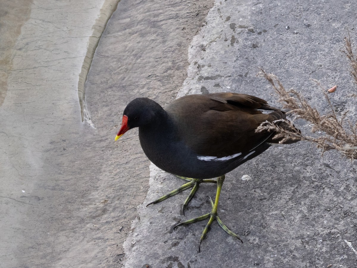 slípka zelenonohá - ML645980108