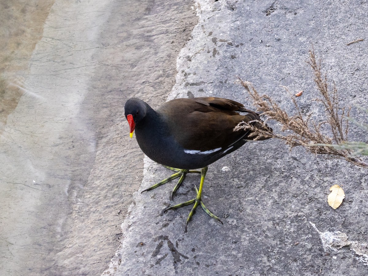 slípka zelenonohá - ML645980109