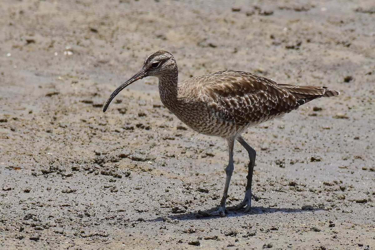 Zarapito Trinador Euroasiático (Siberiano) - ML645980110