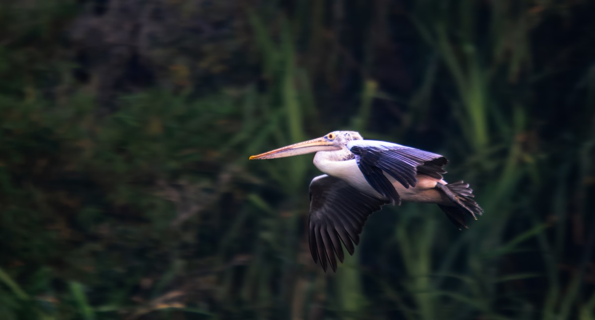 Пестроклювый пеликан - ML645980111