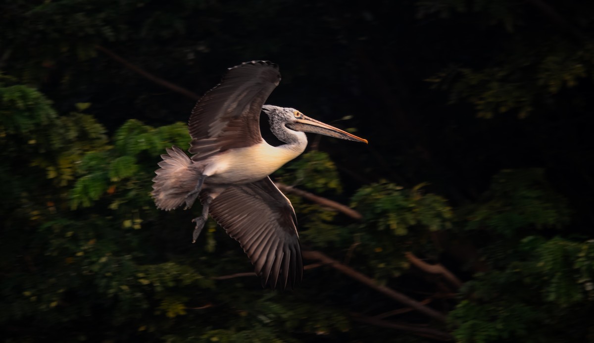 Пестроклювый пеликан - ML645980112