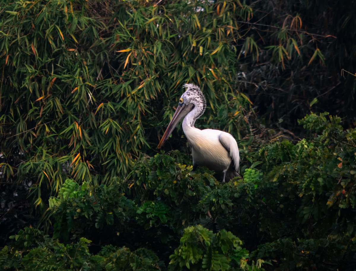 Пестроклювый пеликан - ML645980113