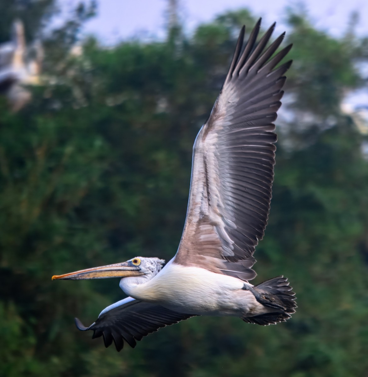 Пестроклювый пеликан - ML645980114