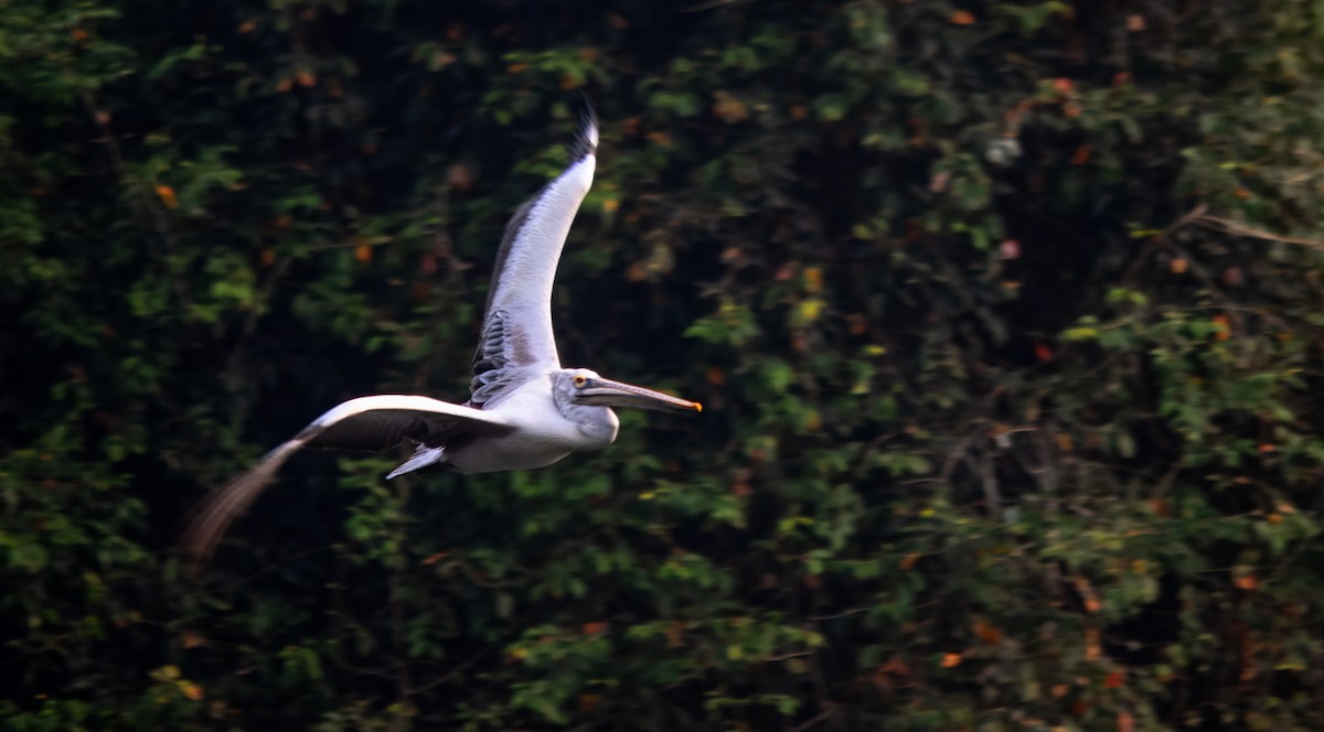 Пестроклювый пеликан - ML645980115