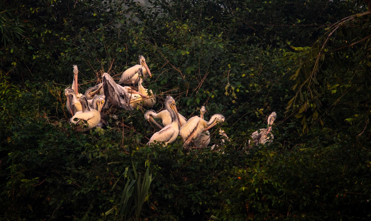 Пестроклювый пеликан - ML645980116