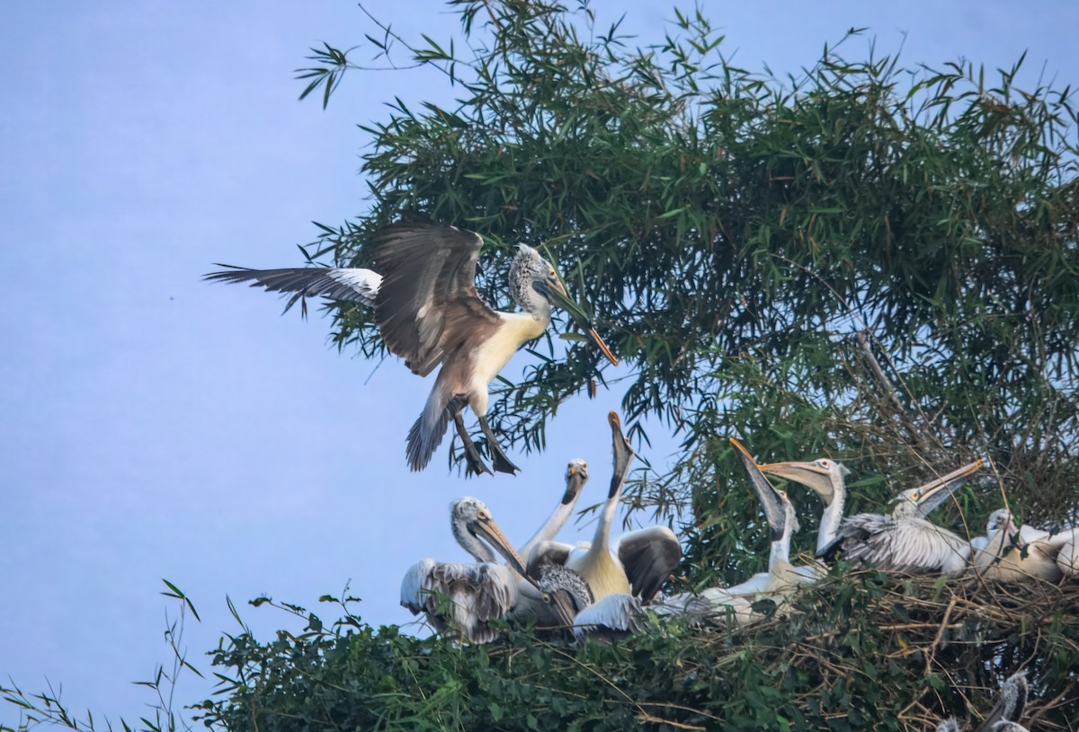 Pelícano Oriental - ML645980117