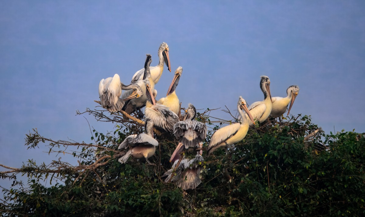 Пестроклювый пеликан - ML645980118